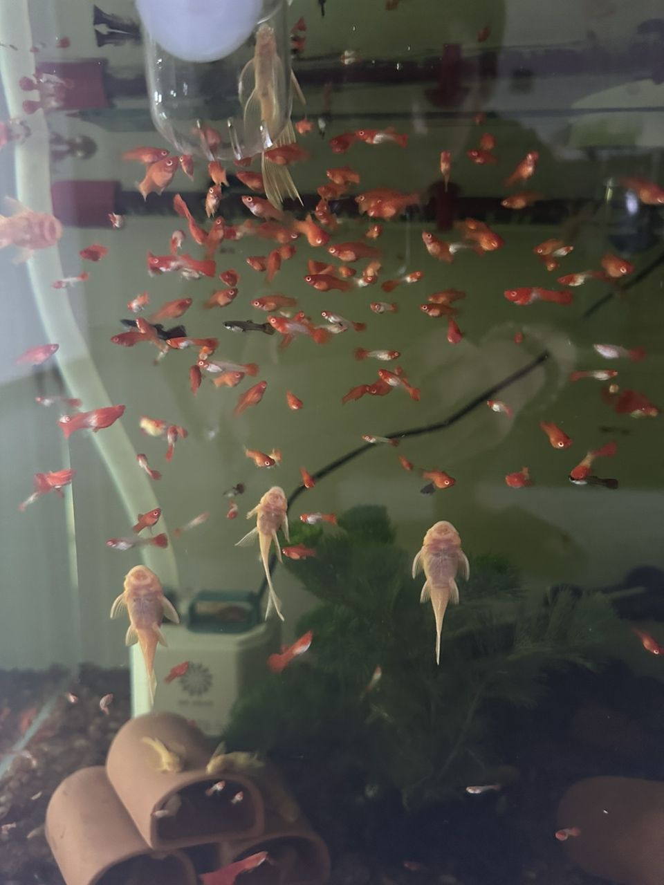 火麒麟戰船