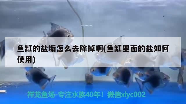 魚缸的鹽垢怎么去除掉啊(魚缸里面的鹽如何使用)