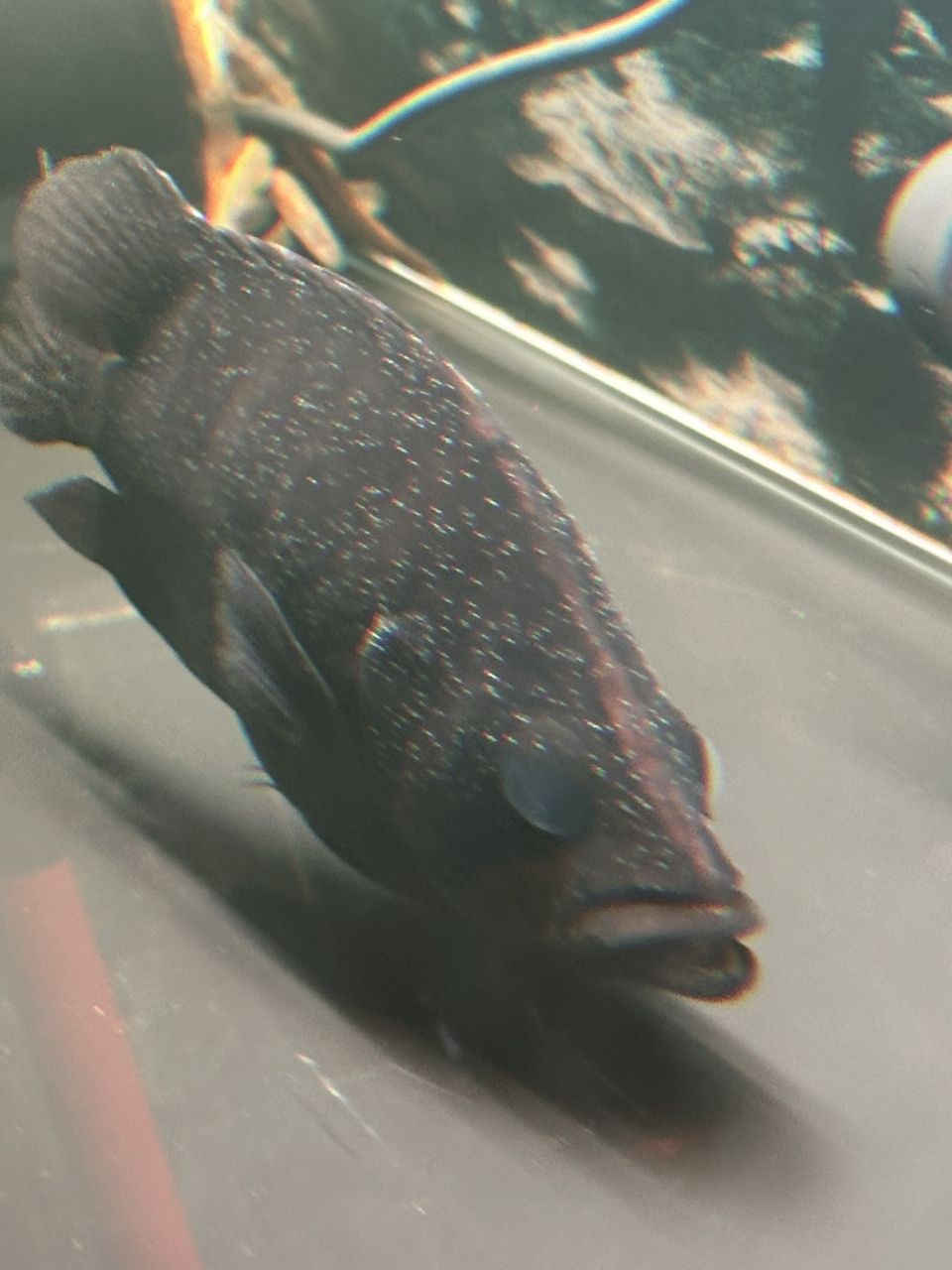 求救 求救 龍魚論壇 第2張