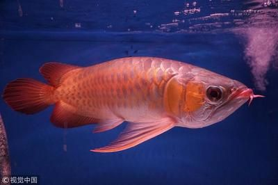 金龍魚繁殖條件介紹：金龍魚繁殖期食物選擇，金龍魚繁殖疾病預防措施 金龍魚繁殖條件介紹：金龍魚繁殖期食物選擇，金龍魚繁殖疾病預防措施 金龍魚百科 第4張