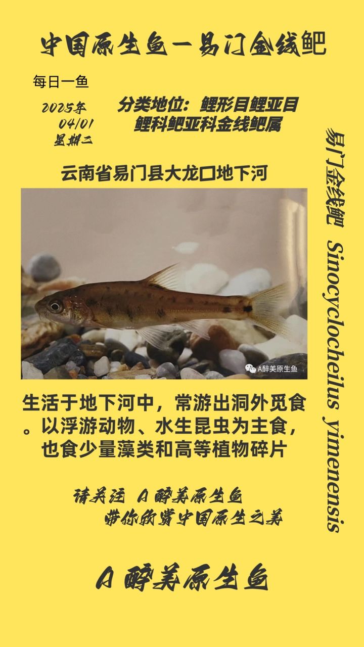 易門金線鲃
