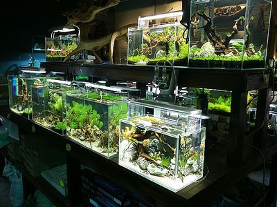 水族館開店流程怎么寫文案（水族館開店流程）