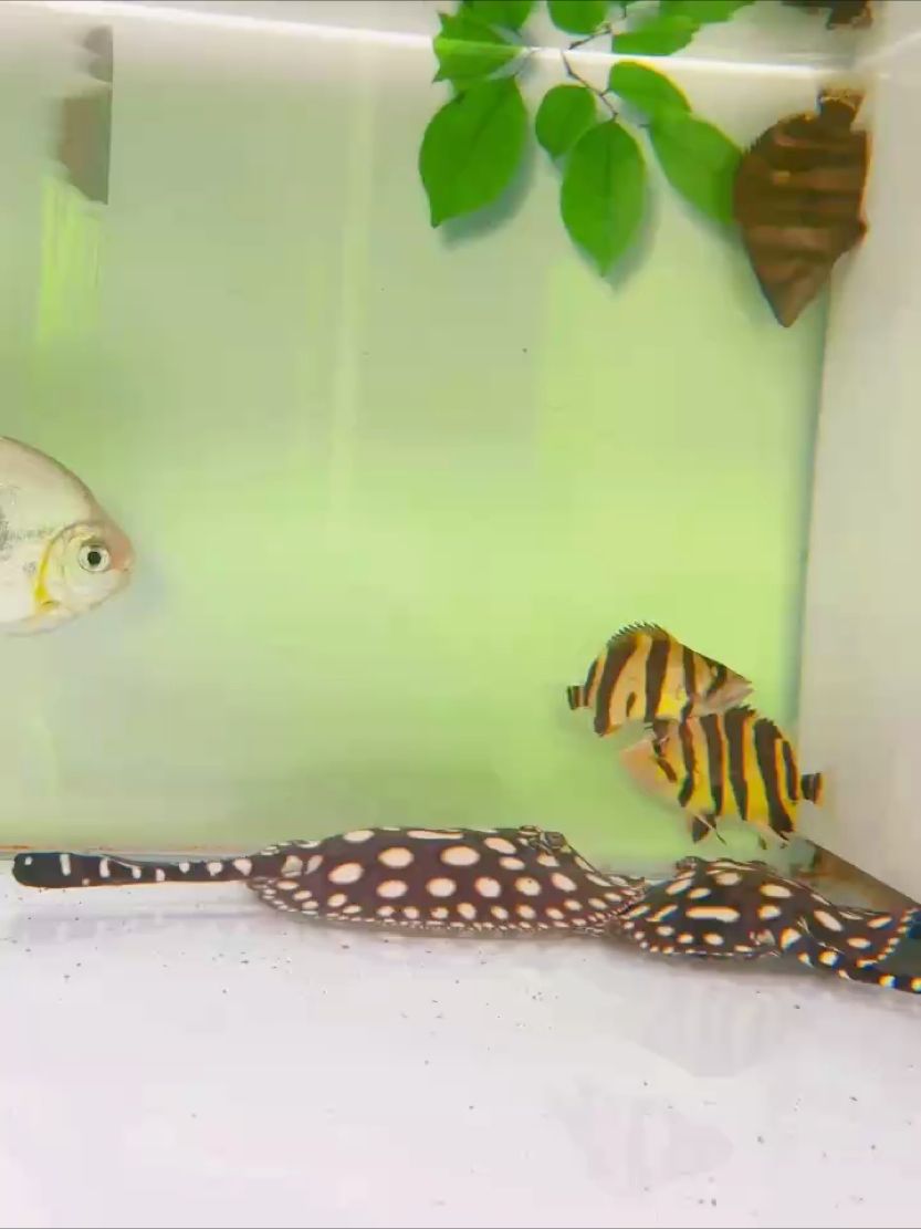 虎魚鼓喉