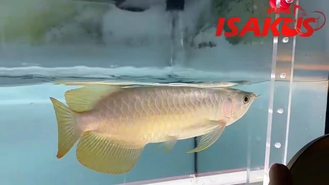早起的魚兒有蟲吃，整體立體感優秀