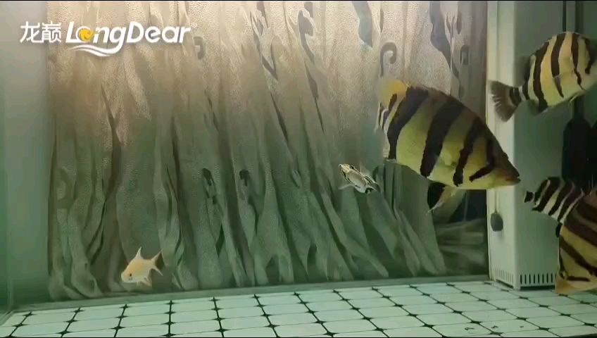 轉發747 轉發747 龍魚論壇