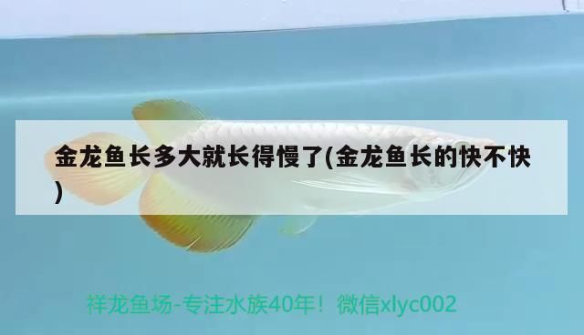 金龍魚長多大就長得慢了(金龍魚長的快不快) 金龍魚長多大就長得慢了(金龍魚長的快不快) 錦鯉魚百科
