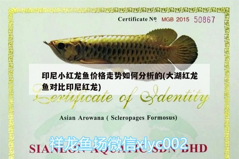 印尼小紅龍魚價格走勢如何分析的(大湖紅龍魚對比印尼紅龍)