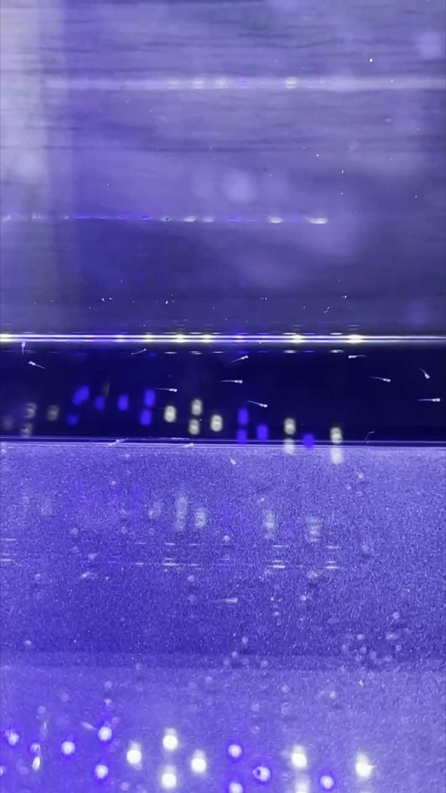 快速體驗(yàn)青鱂魚苗的孵化過(guò)程 快速體驗(yàn)青鱂魚苗的孵化過(guò)程 龍魚論壇
