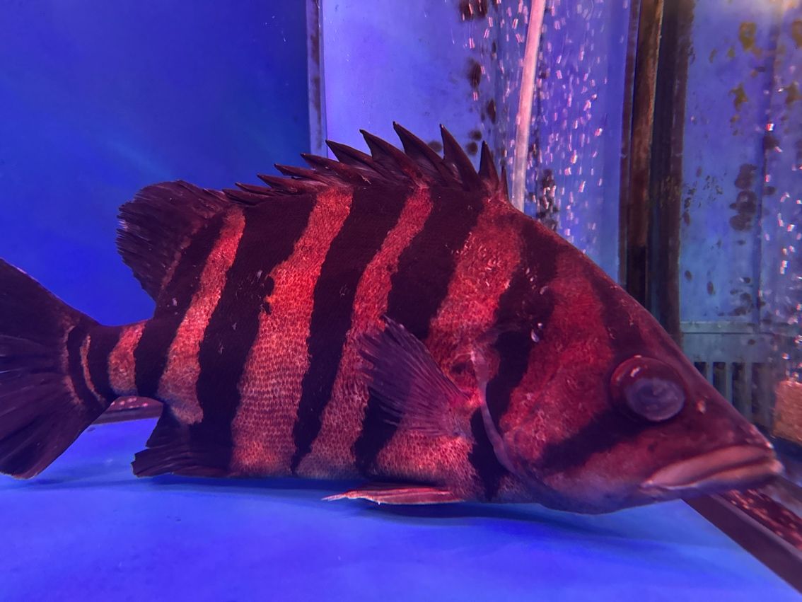 虎魚生病 虎魚生病 龍魚論壇 第1張