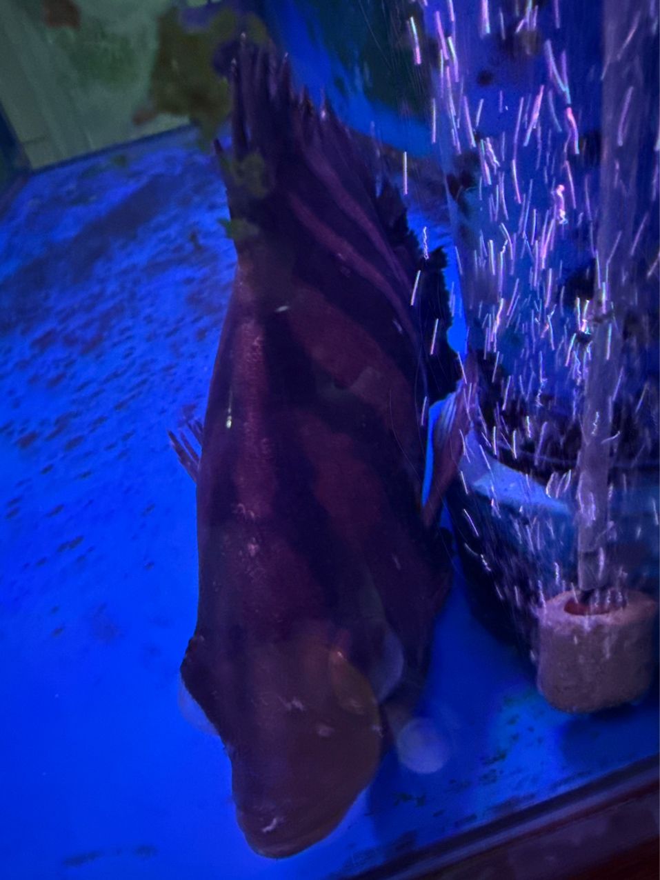 虎魚生病 虎魚生病 龍魚論壇 第2張