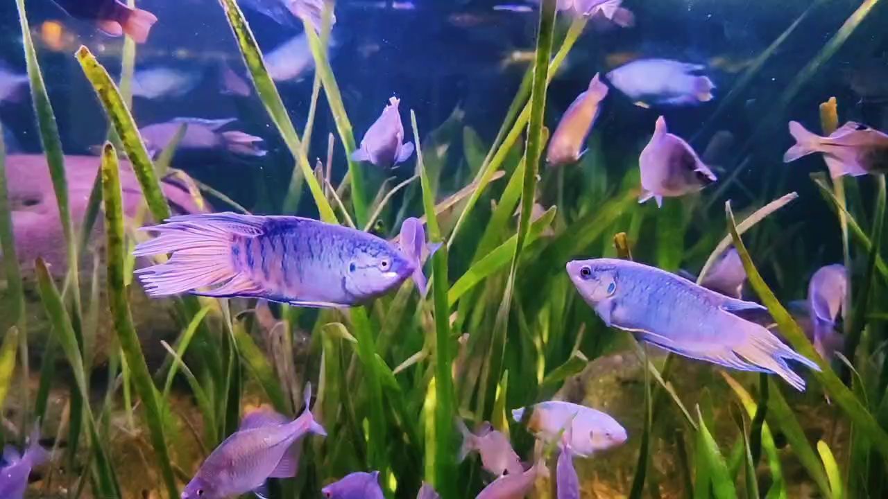 周一魚快