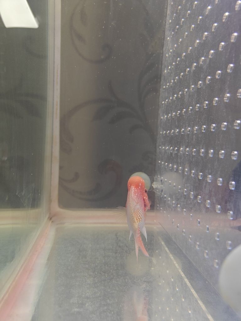 13天從頭座到大腦袋