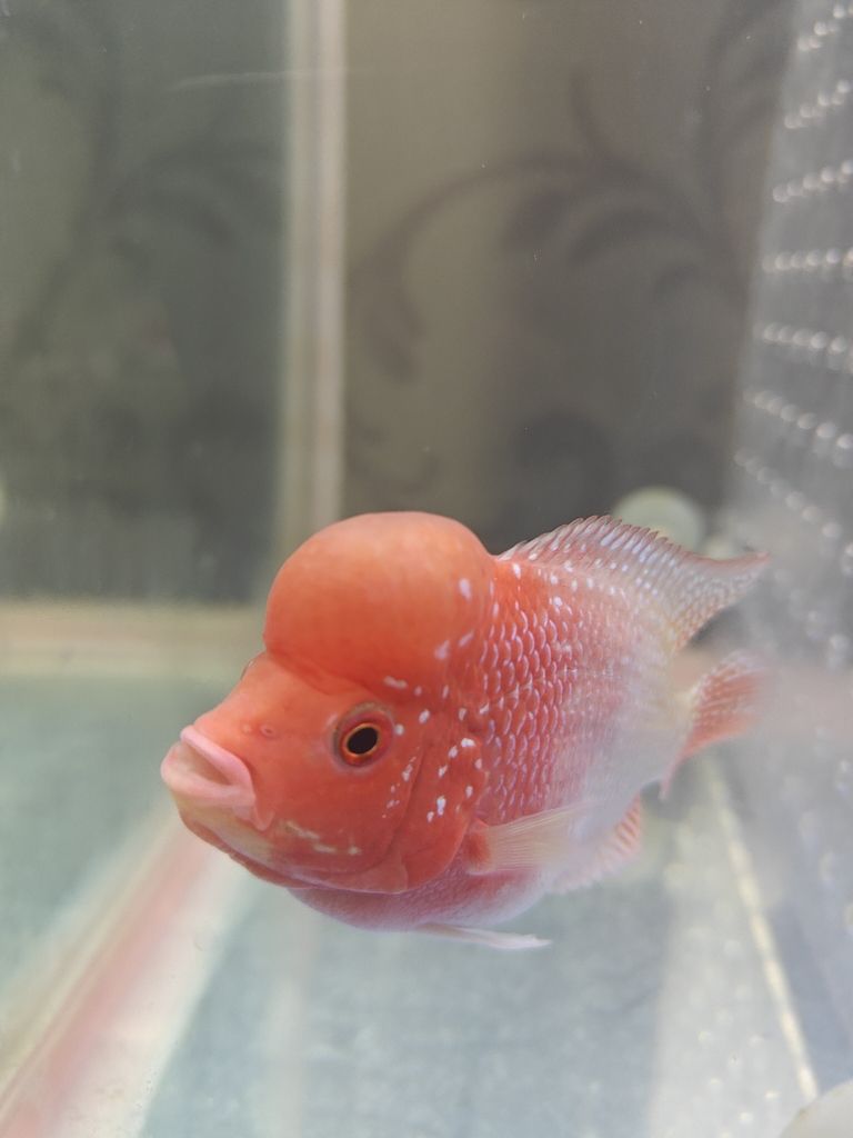 13天從頭座到大腦袋