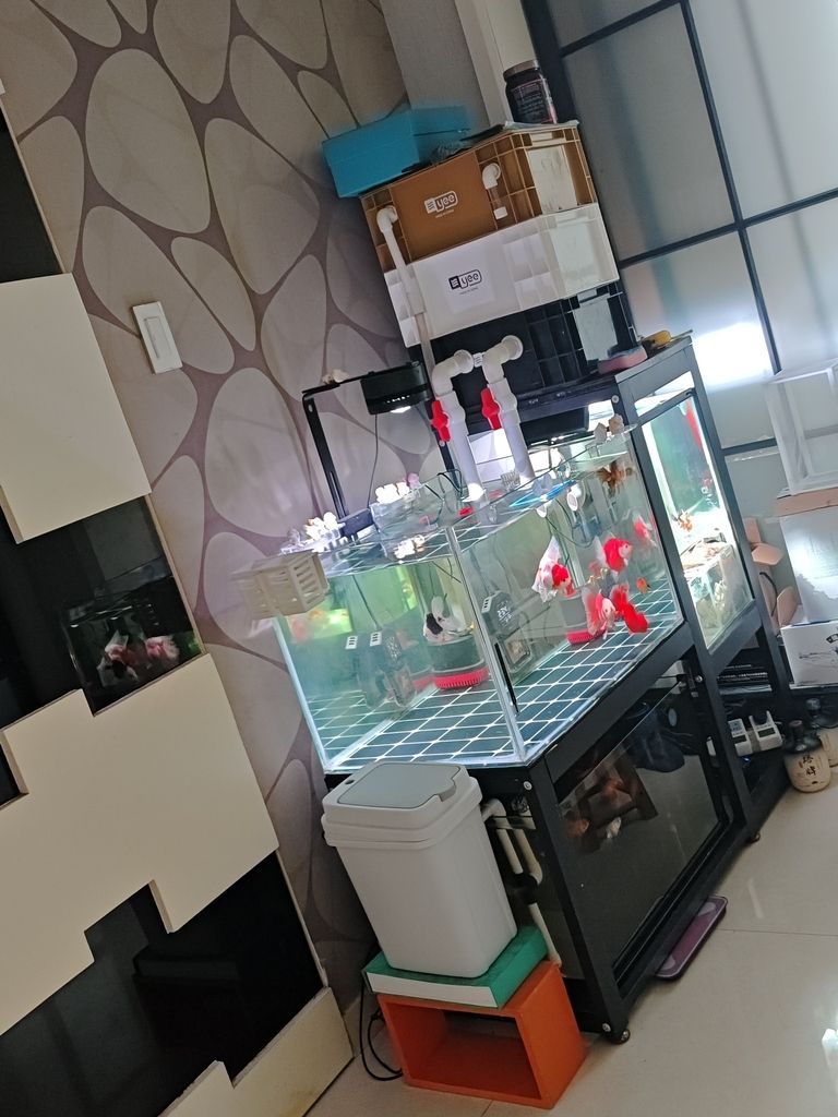 nice nice 龍魚論壇
