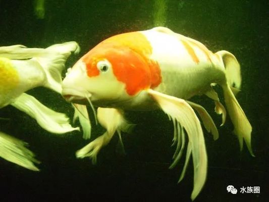 龍鳳錦鯉一般人養不了（龍鳳錦鯉養殖難度）