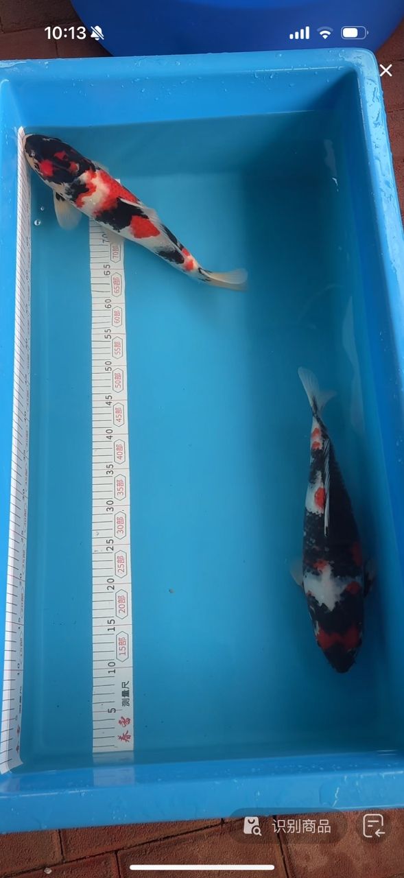 120×50缸中龍魚壽命有多長，如何判斷龍魚是否健康 120×50缸中龍魚壽命有多長，如何判斷龍魚是否健康 龍魚百科 第2張