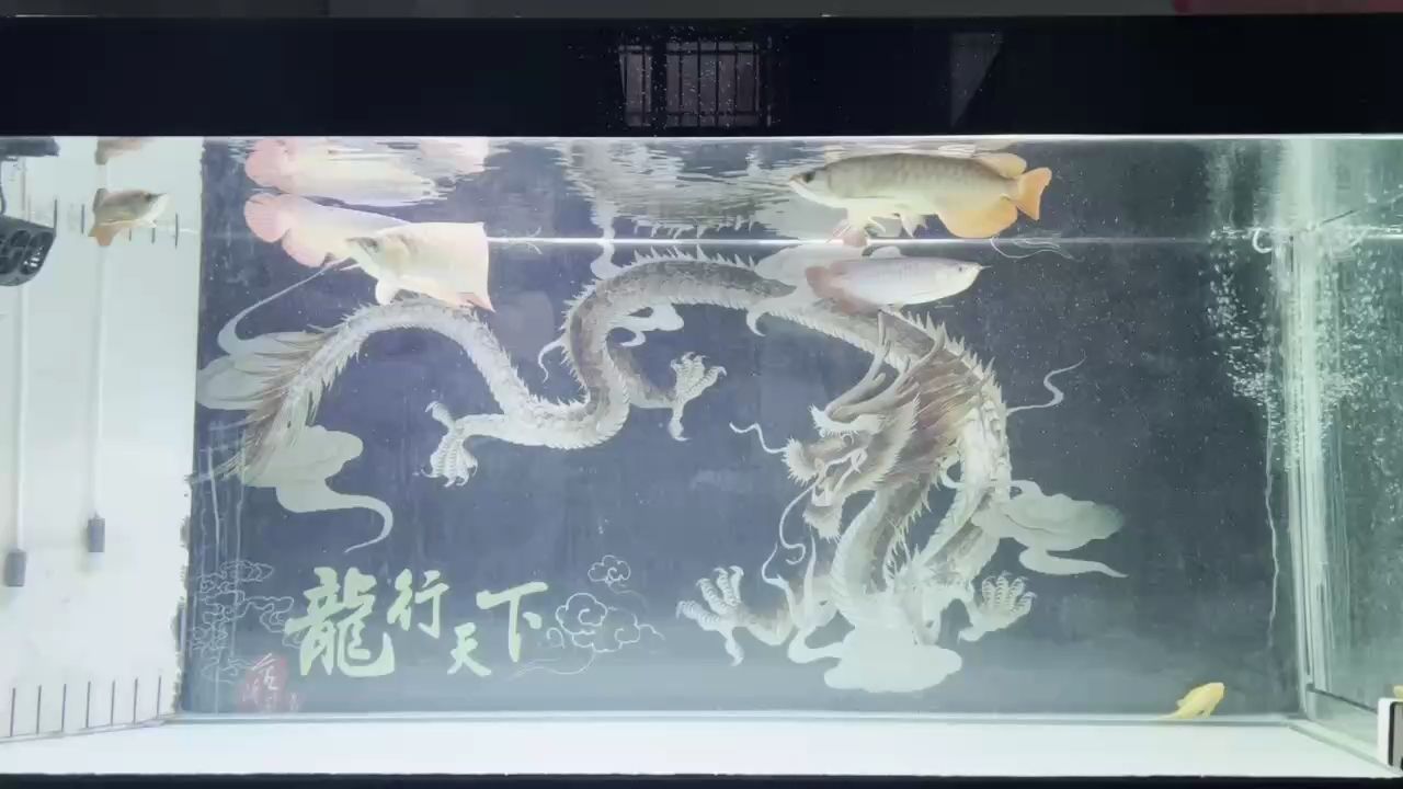 三月三拉。小的鰓蓋也發色咯