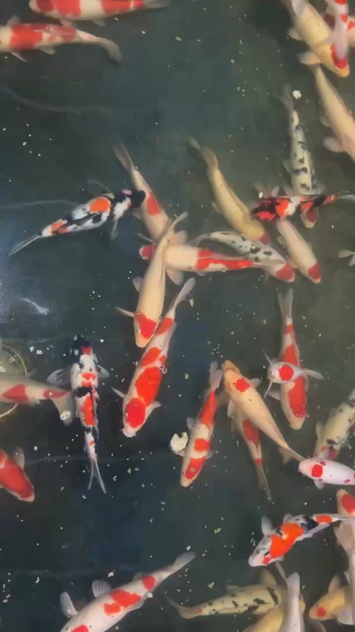 漁場直銷 漁場直銷 龍魚論壇