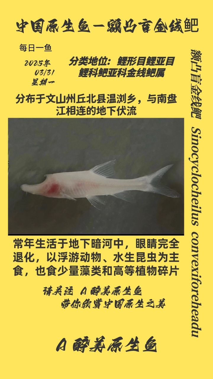 額凸盲金線鲃