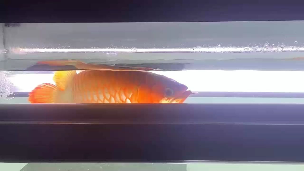大兄弟起飛吧