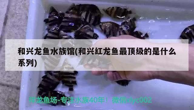 和興龍魚水族館(和興紅龍魚最頂級的是什么系列) 和興龍魚水族館(和興紅龍魚最頂級的是什么系列) 和興紅龍