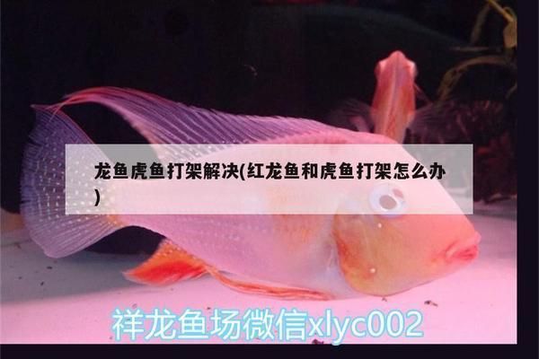 紅龍魚和虎魚打架怎么辦，紅龍魚和虎魚打架后的護理措施，紅龍魚虎魚打架頻率高的解決辦法