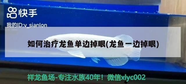 如何治療龍魚單邊掉眼(龍魚一邊掉眼) 如何治療龍魚單邊掉眼(龍魚一邊掉眼) 速倍妥魚糧魚藥