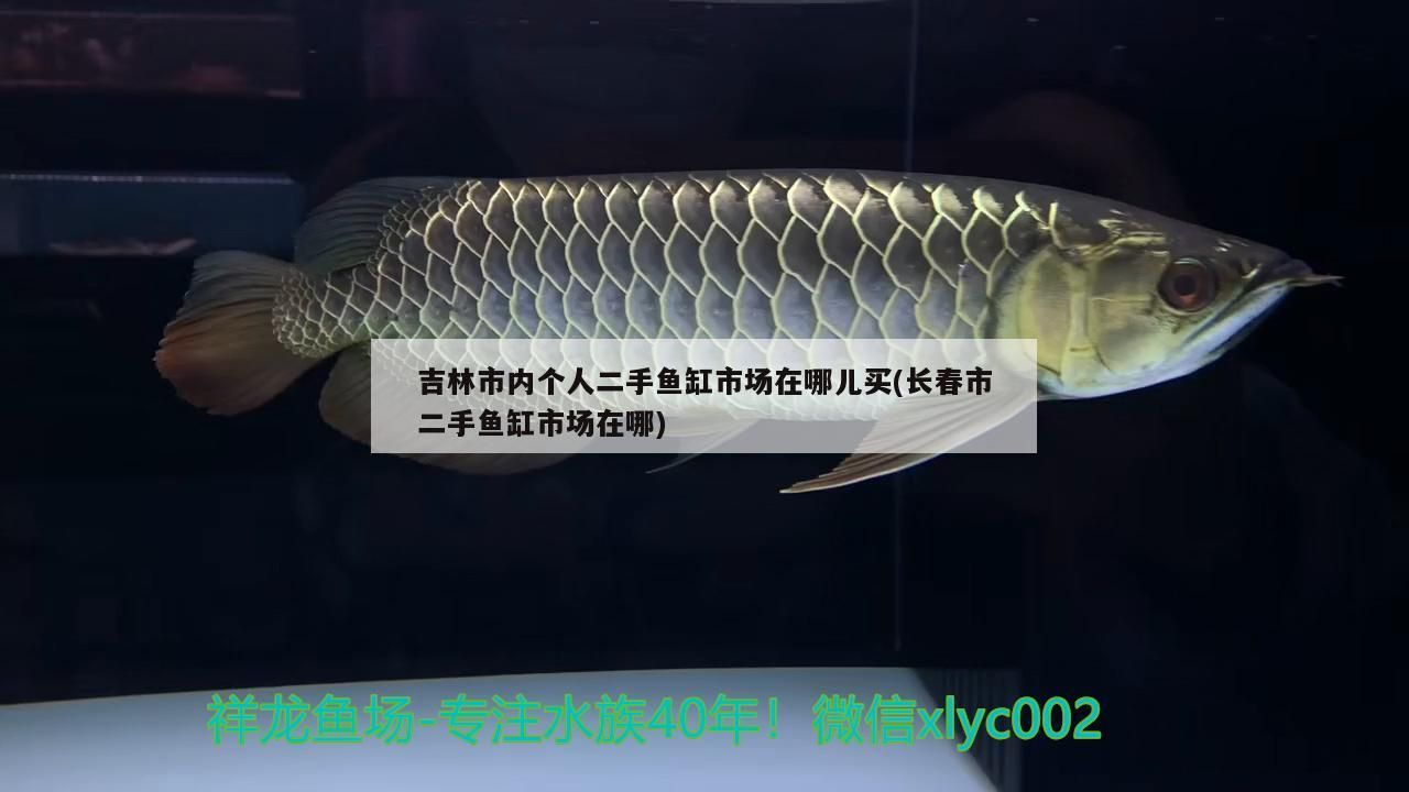 吉林市內個人二手魚缸市場在哪兒買(長春市二手魚缸市場在哪)