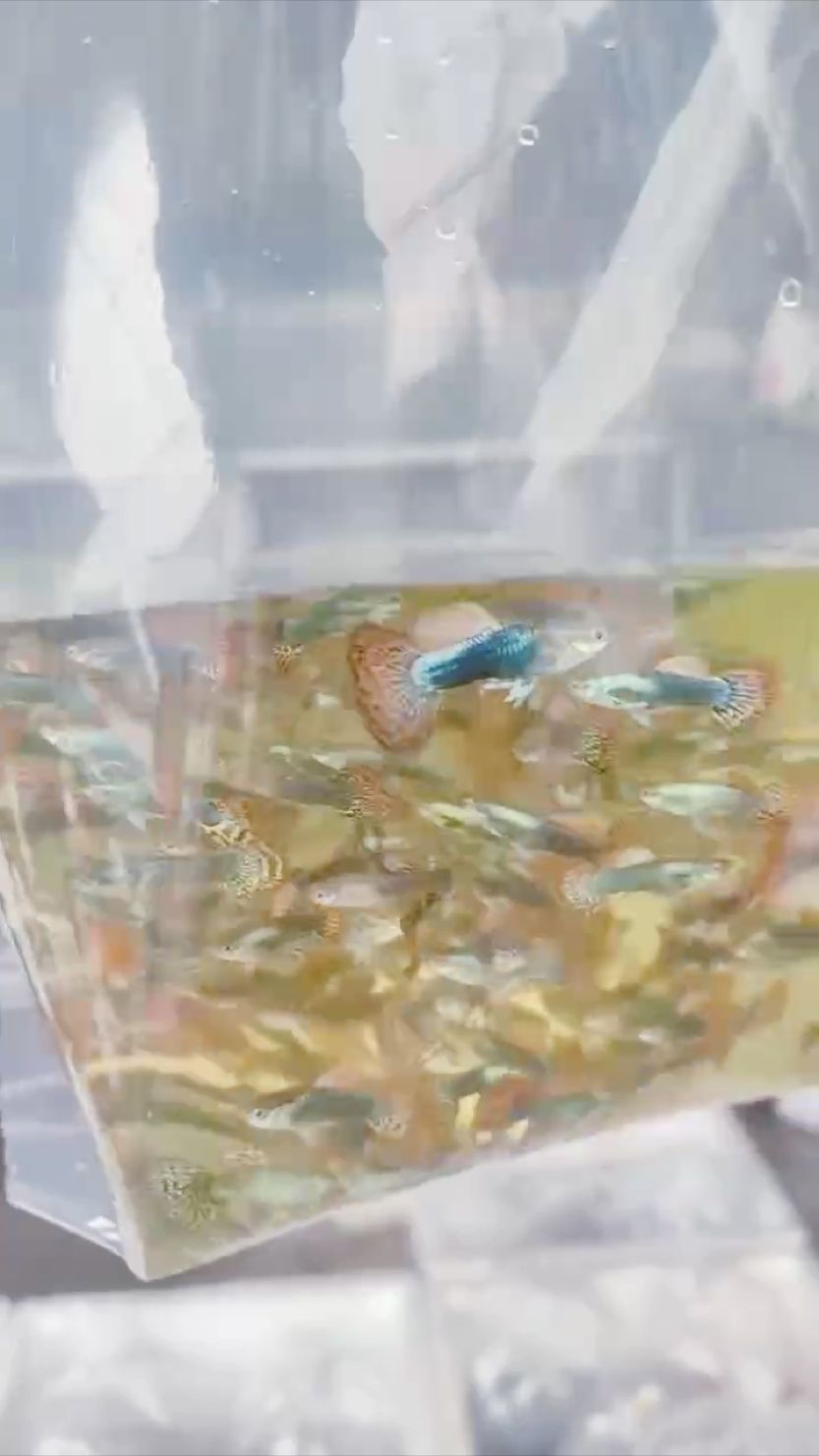 新人報(bào)到必須爆照，我好看嗎 新人報(bào)到必須爆照，我好看嗎 龍魚(yú)論壇