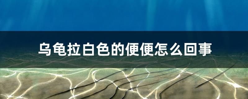 詳細(xì)閱讀:二手魚缸出售帶氧氣過濾魚網(wǎng)(求購二手魚缸) 二手魚缸出售帶氧氣過濾魚網(wǎng)(求購二手魚缸)
