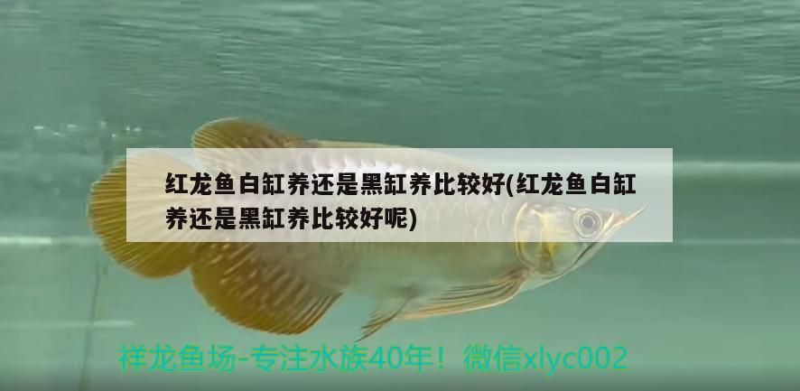 最新款魚缸過濾器靜音：魚缸過濾泵靜音效果排行 最新款魚缸過濾器靜音：魚缸過濾泵靜音效果排行 武吉美拉金龍魚