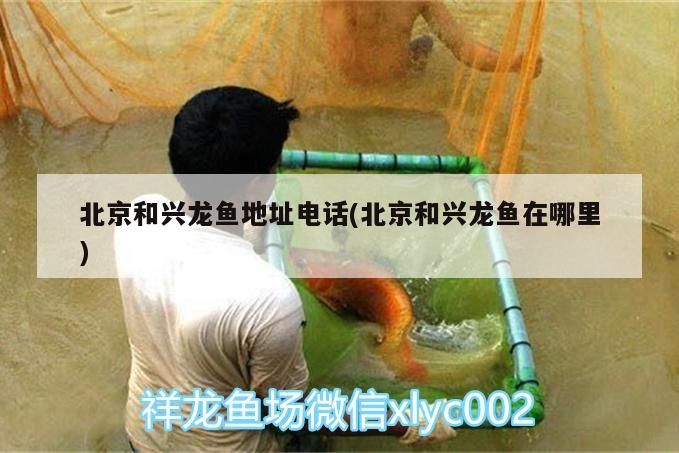 魚缸造景先放沙還是先放水(魚缸造景先鋪沙還是先放石頭) 北京和興龍魚地址電話(北京和興龍魚在哪里) 和興紅龍 北京和興龍魚地址電話(北京和興龍魚在哪里) 北京和興龍魚地址電話(北京和興龍魚在哪里) 和興紅龍