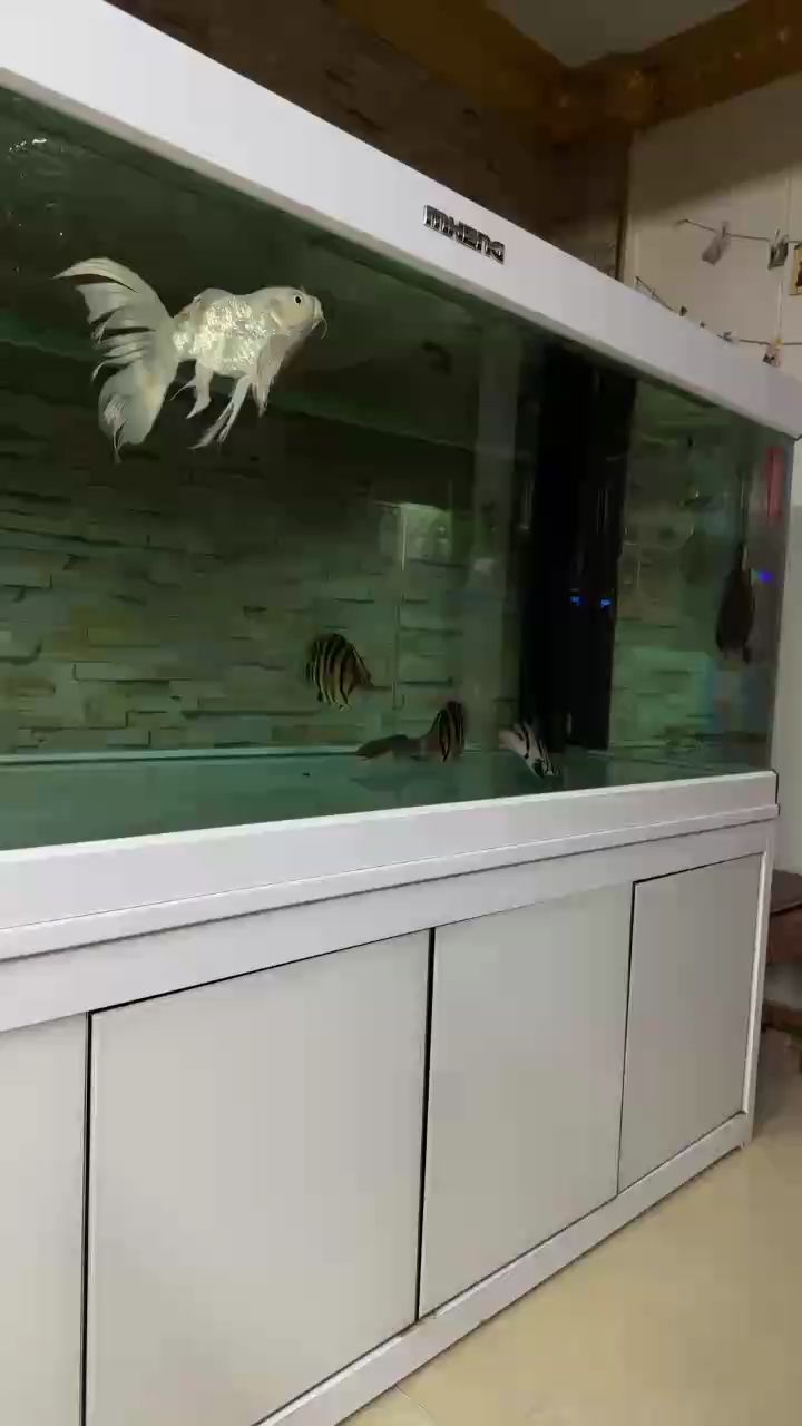 虎魚擦缸，有寄生蟲了？