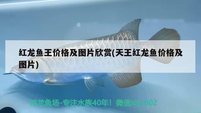 紅龍魚(yú)王價(jià)格及圖片欣賞(天王紅龍魚(yú)價(jià)格及圖片) 紅龍魚(yú)王價(jià)格及圖片欣賞(天王紅龍魚(yú)價(jià)格及圖片) 天王紅龍