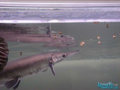 虎魚能混養什么魚類：虎魚能混養什么魚類，