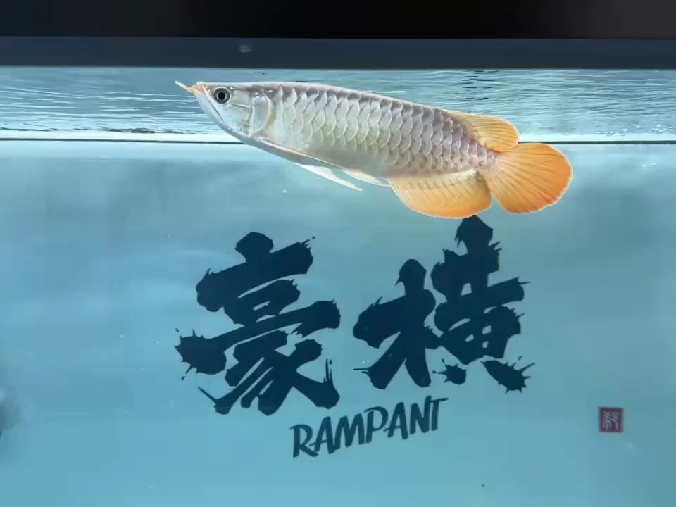 記錄他的成長(zhǎng)記錄