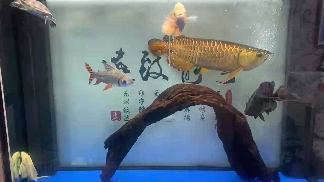 周末換水 周末換水 龍魚論壇
