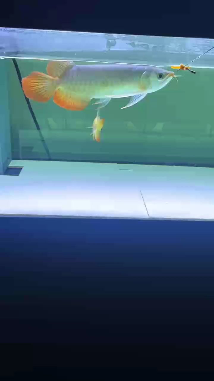 28公分天然鯊魚嘴印尼紅龍