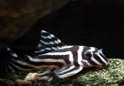 怎樣清洗龍魚魚缸視頻：龍魚魚缸清洗全攻略，守護(hù)水族家園的純凈與健康