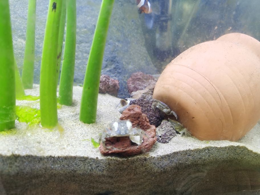 趕海抓了三只小螃蟹，一個哈，兩條小魚，充實一下小魚缸