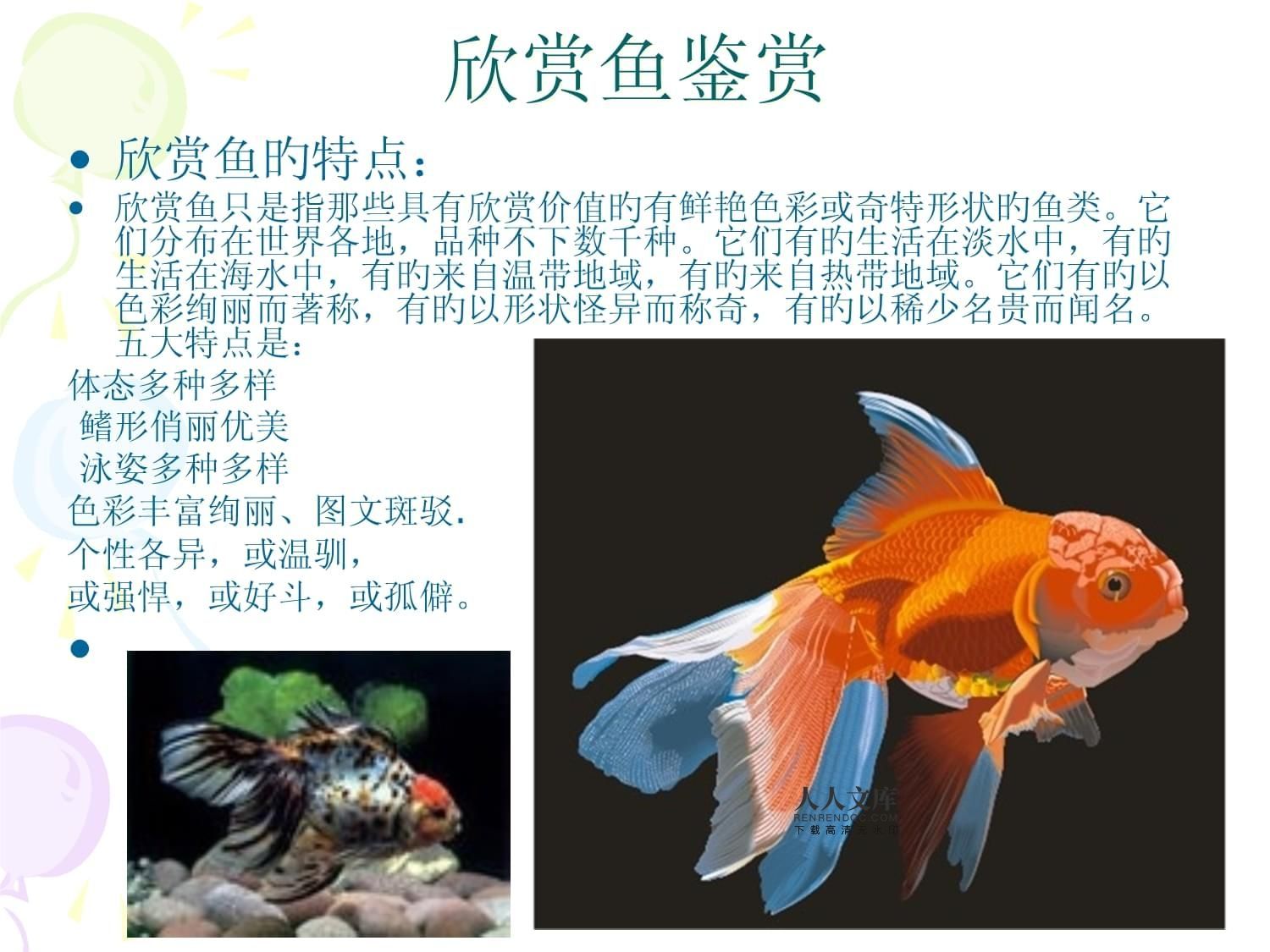 觀賞魚的分類鑒別和鑒賞（觀賞魚全世界500多種觀賞魚的彩色圖鑒）