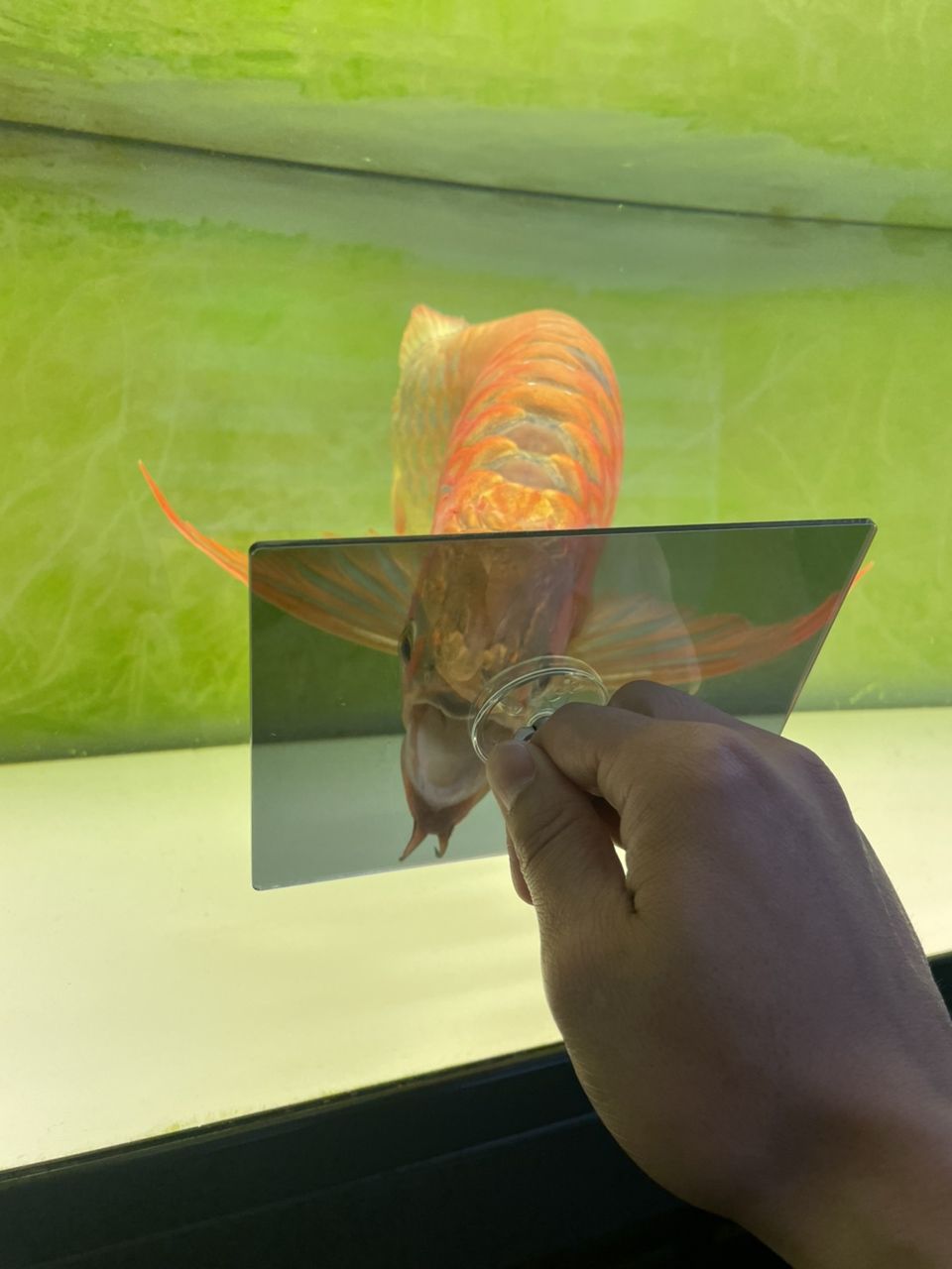 猛龍…