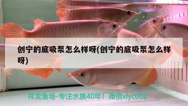 創(chuàng)寧的底吸泵怎么樣呀(創(chuàng)寧的底吸泵怎么樣呀) 創(chuàng)寧的底吸泵怎么樣呀(創(chuàng)寧的底吸泵怎么樣呀) 創(chuàng)寧水族