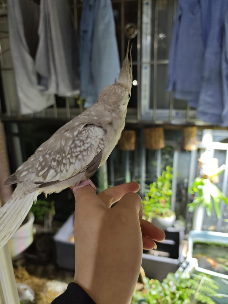 手養(yǎng)斷奶玄鳳鸚鵡