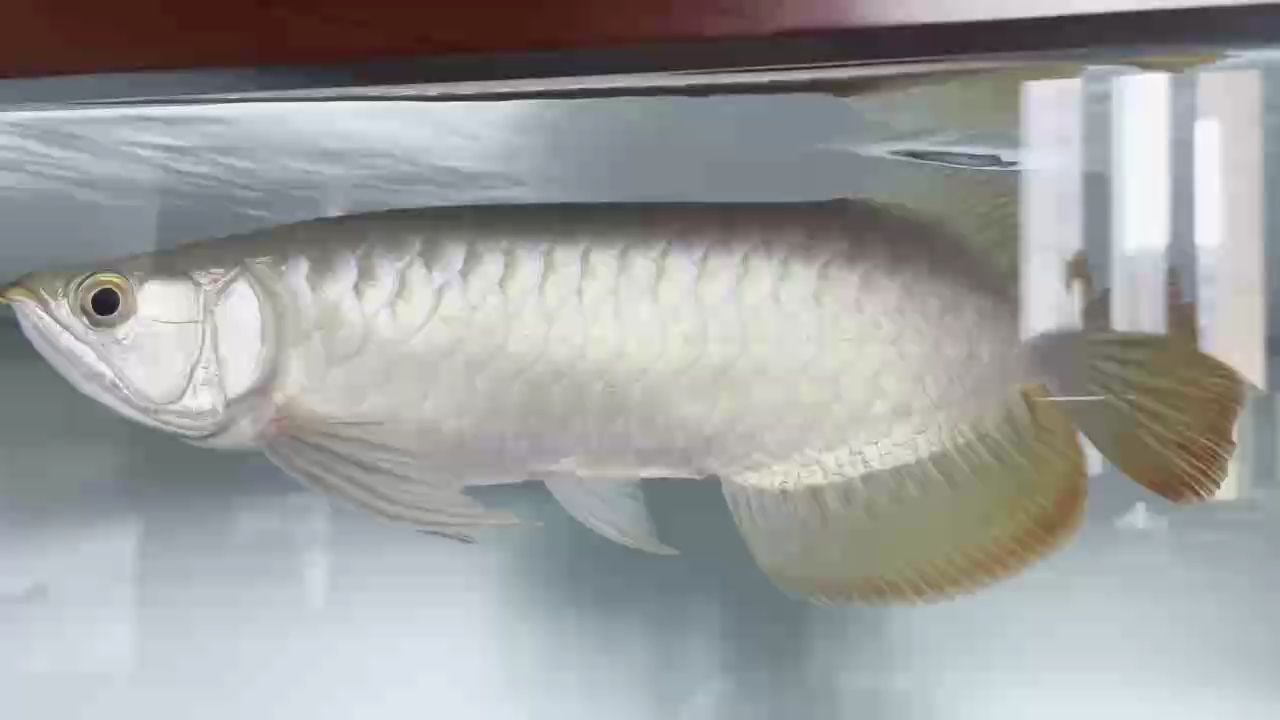 2023.10.18爍亞紅龍記錄 2023.10.18爍亞紅龍記錄 龍魚論壇