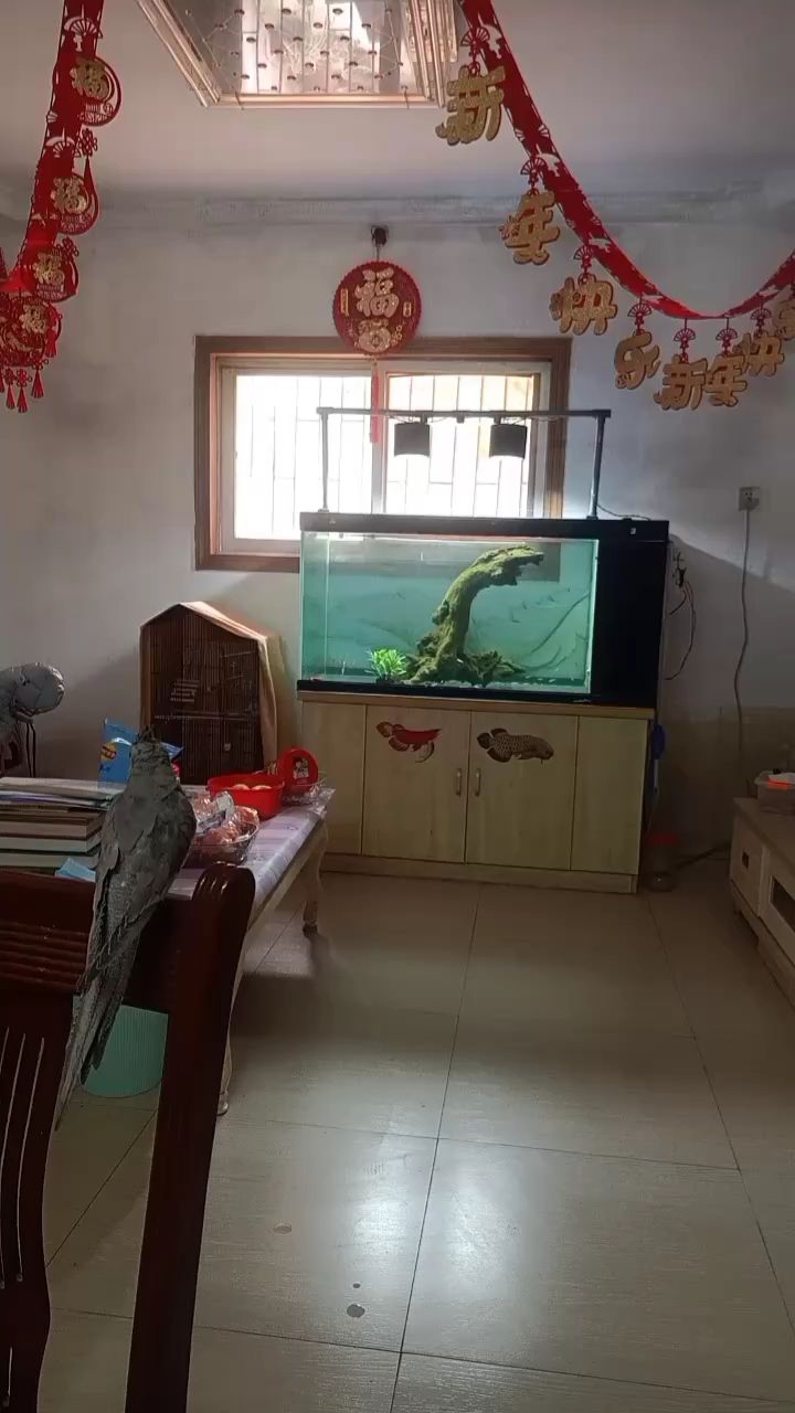 嘗試養(yǎng)點青苔