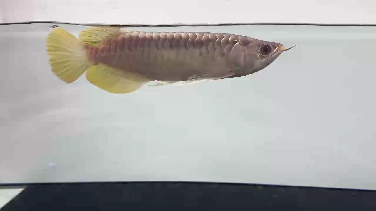 超級(jí)板小毒椒 超級(jí)板小毒椒 龍魚(yú)論壇