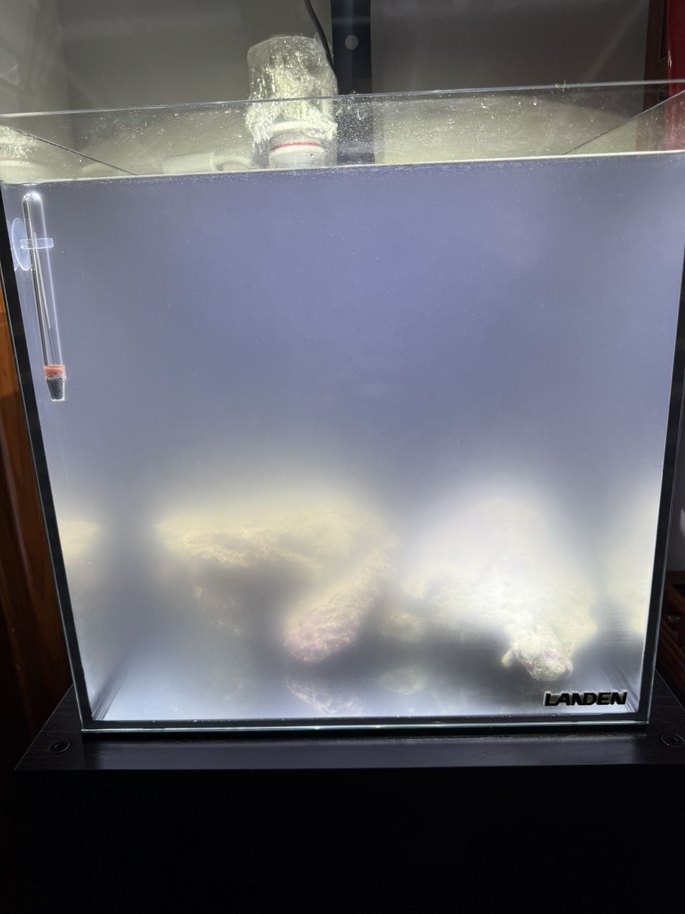 龍魚干蝦有營養嗎 海水缸養水水混什么情況! 龍魚論壇 海水缸養水水混什么情況! 海水缸養水水混什么情況! 龍魚論壇