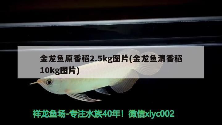 金龍魚原香稻2.5kg圖片(金龍魚清香稻10kg圖片) 金龍魚原香稻2.5kg圖片(金龍魚清香稻10kg圖片) 元寶鳳凰魚百科