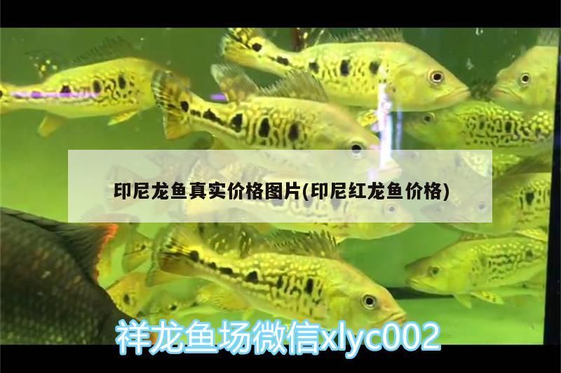 印尼龍魚真實價格圖片(印尼紅龍魚價格) 印尼龍魚真實價格圖片(印尼紅龍魚價格) 紅龍魚百科